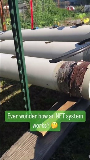 Inside Look: NFT Hydroponic System in Action!
