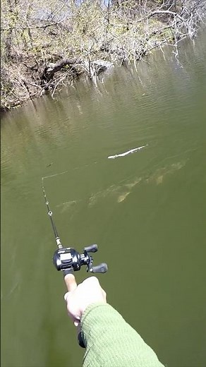 Muskie Eats The Snake!