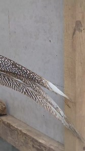 Yellow pheasant male #pheasant #fyp #reels #viral | Ari Nugroho