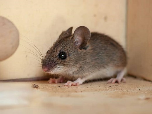 What Do Deer Mouse Eat?