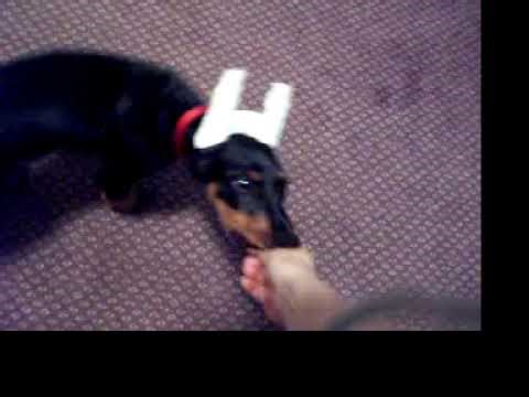 Doberman Doing Tricks At 11 Weeks Old.
