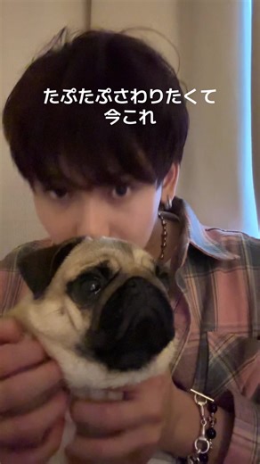 パグとたぷたぷの楽しい生活