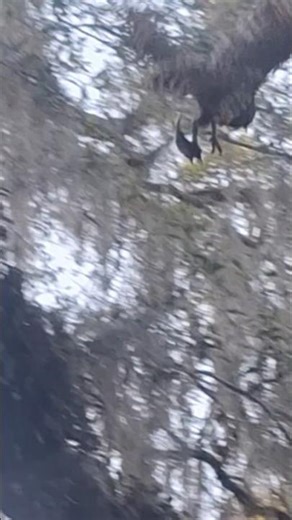 Barred Owl Hunting Fish at Dusk 🦉