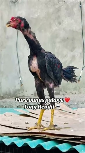 panus pakoye #panus #pakoye #aseel