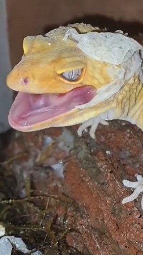 Leopard Gecko Eats Its Own Flesh! #reels #reptiles #wildlifeaddicts #alligators #gecko | Brian Barczyk