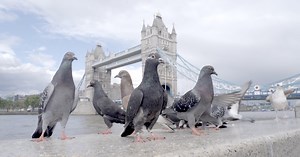NATURE: The Pigeon Hustle