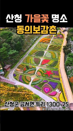 산청 가을꽃 명소 동의보감촌 #산청군 #2025산청방문의해 #공보형 #산청여행 #경남여행 #자연풍경🌿🌱🌲☘️ #가을여행🍁 #경치좋은곳 #구절초🌼 #동의보감촌 #가을꽃 #kpop