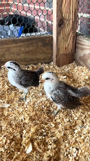 baby mini. #rooster | Rooster world