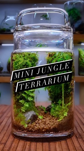 🌴🌿 Mini Jungle #terrarium #MinneTerrariums #terrariums #terrarium_art #terrariumdreams #terrariumdesign #terrariumlove | MinneTerrariums