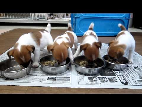 子犬の朝の食事風景
