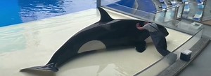 4.4K views · 218 reactions | Marine park captivity is completely...