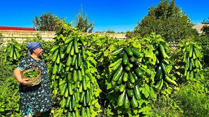 Harvesting Cucumbers From Our Garden And Making Pickle | Outdoor Chef