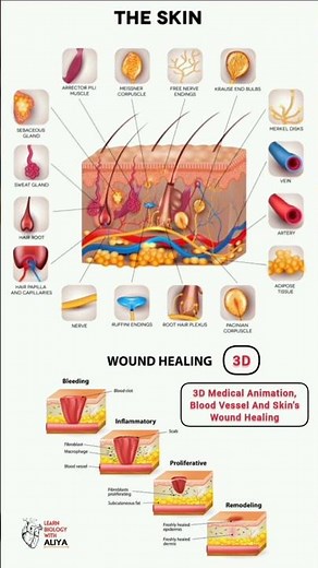 3D Medical Animation, Blood Vessel And Skin's Wound Healing #youtubeshorts