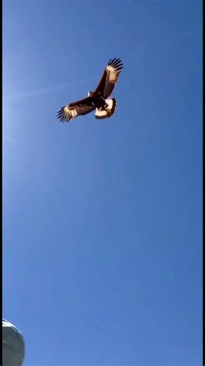 Eagle Attacks Three Women in Desert | Rare Wildlife Incident Caught on Camera