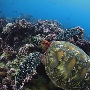 733K views · 4.8K reactions | More Heroes in Half Shell! | Scuba Diver Life | Facebook