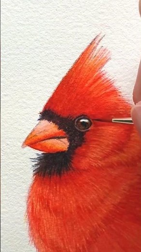 Watercolor Cardinal Tips
