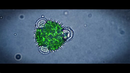 Alien Apocalypse Trailer OV - video Dailymotion