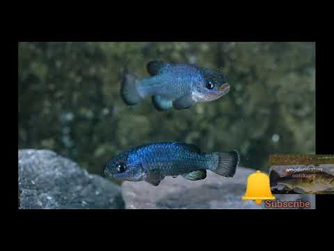 The rarest fish in the world 😲( Devil's hole pup fish )devil's hole documentary