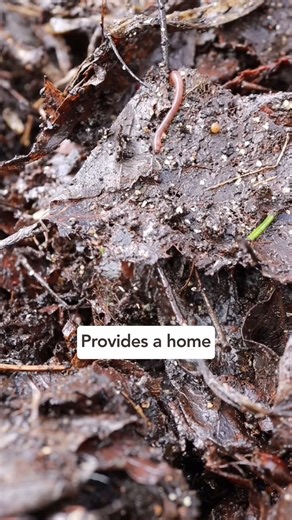 5.3K views · 61 reactions | DONT Remove that Leaf Mulch... UNLESS! #beginnergardening #leafmulch #springgarden #springgardening #shorts #fyp #gardening #reel #reels #garden #flowers #gardeningtips #plants #nature #gardenlife #flower #gardendesign #growyourown #gardener #plantsofinstagram #naturephotography #kitchengarden #growing #growyourown #gardening #plot #allotment #growyourownfood #allotmentsuk #homegrown #garden #gardenlove #gardeninspiration | Gardening Tips | Facebook