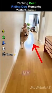 Ranking The Best Of People RIDING DOGS😂