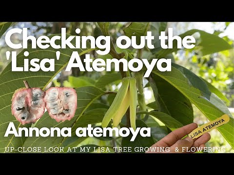 A closer look at the 'Lisa' Atemoya flowers and tree