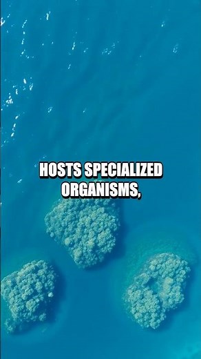 The Enigma of Underwater Lakes: Brine Pools