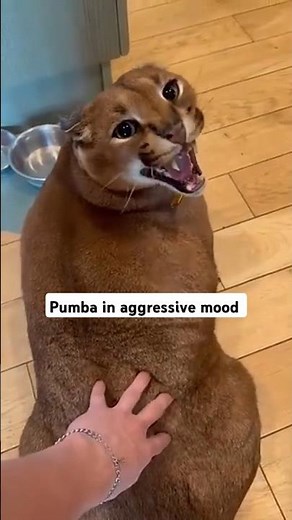 Pumba caracal In angry and aggressive mood #pumba #cat #shorts #animal #caracal
