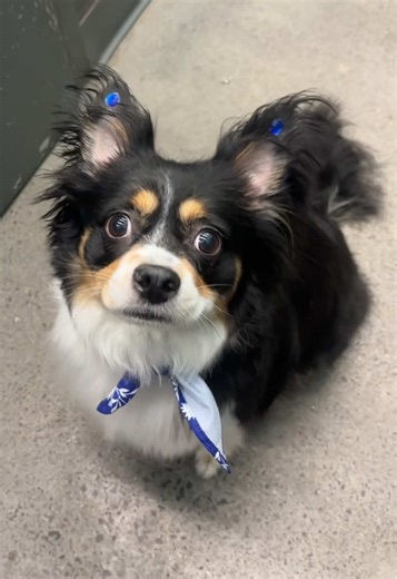 Holly the Papillon Mix: Grooming Tips and Tricks
