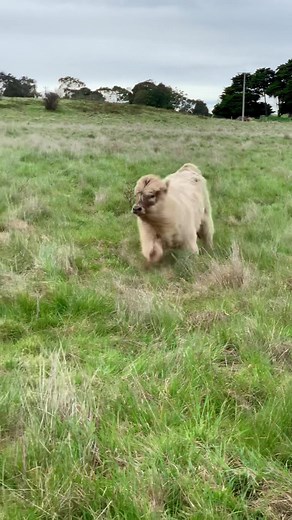 ZOOMIES ⚡️⚡️ #fyp #highlandcow #cowsoftiktok #funny #cutecows #fluffycow