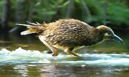 Brown Kiwi Bird Running through Shallow Water in New Zealand Forest Stock Footage - Video of forest, running: 351228862