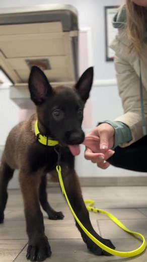 Desensitizing Your Puppy for a Confident Dog