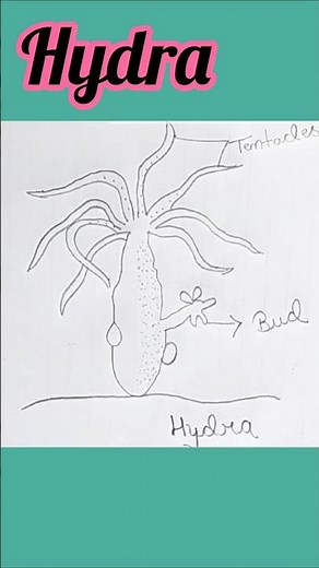 Hydra //How To Draw Hydra Easily//Hydra Easy Diagram //Biology Diagram #shorts #shortsfeed #hydra