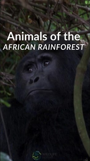 Inside Africa’s Rainforest: The Animals That Keep It Alive