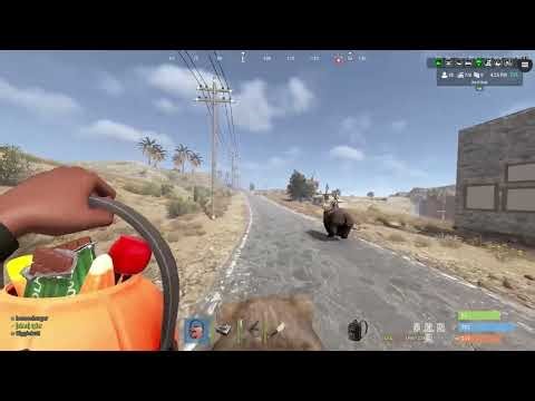 Rust - The great bear race