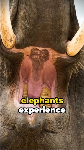 Do Elephants Have Teeth? | Elephant Facts