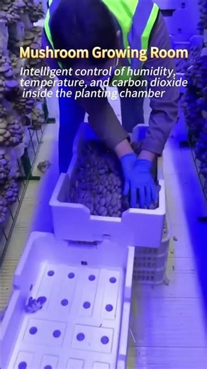Mushroom Machine with Smart Monitoring for Commercial Mushroom Growers Urban Farming Ventures