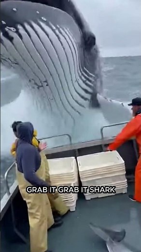 Dolphin Slams Into Boat Seconds Before a Shark Attack, Then a Giant Whale Explodes Behind Them