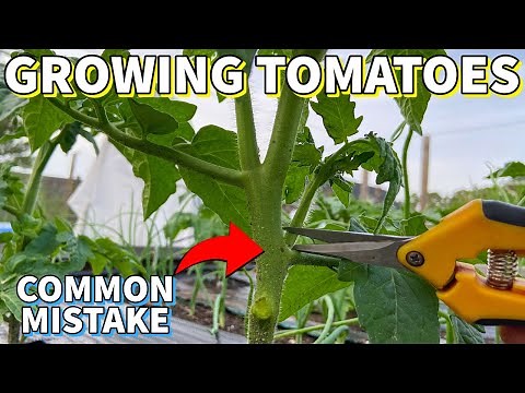 Don't Make This CRITICAL Mistake Growing Tomatoes!