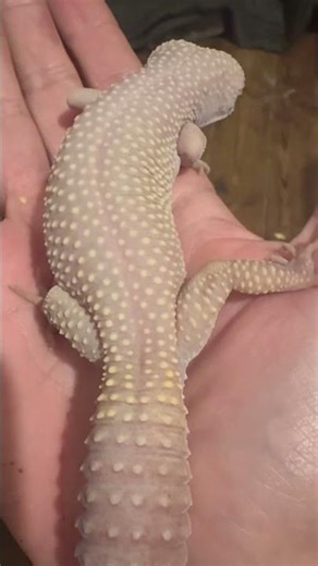 🔥 Meet My Strong Breeding Male Leopard Gecko | Denbo Geckos 🦎