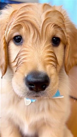 AI Funny Bitcoin Miner Freezes Up in Hilarious Ice Moment