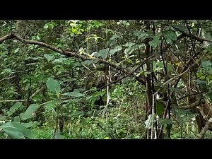 MOA SIGHTING - EXTINCT BIRD ALIVE?????