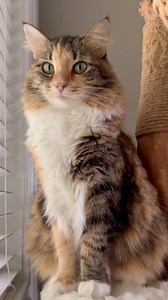 Cats are family, do you agree? Mika is here like: can someone pass the popcorn? #herefortheshow #catsarefamily #catsarebabies #catmemes #funnycatmemes #catvideos #funny #cats #mikaandmocha #rescuecat #fluffycat #tabbycat | Mika and Mocha