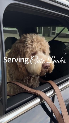 Bruno serving cute looks 🤎🍂🐾 #Marrone #Brown ▪️ Handcrafted in Italy ▪️ Unique collections for small and large dogs ▪️ Worldwide shipping ▪️ Personalization available ▪️ Always shipped in a gift box or pouch #perrocollection #handcrafted #madeinitaly #dogapparel #dogfashion #doglove #doglovers #frenchie #frenchbulldog #pomeranian #pomeranians #toypoodle #poodle #puppy #puppies #cutestdogs #cutepuppy #dogcollars #dogleash #doglead #dogitems #dogstagram #style #doodle #labradoodle