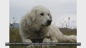 The Majestic Kuvasz: Pros and Cons of This Loyal Guardian