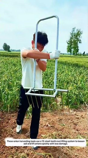 Heavy Duty Onion Harvesting Tools – 12 Steel Teeth Root Lifter for Faster Garlic & Onion Farming