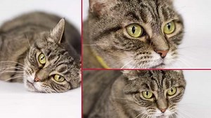 Practical Beginner Tips for Studio-Style Pet Portraits