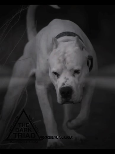 #dogoargentino #popular#viral #foryou #dogedit | dogo argentino