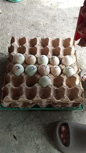 INFAMOUS BALUT: The Filipino Food that's not for the faint of heart!