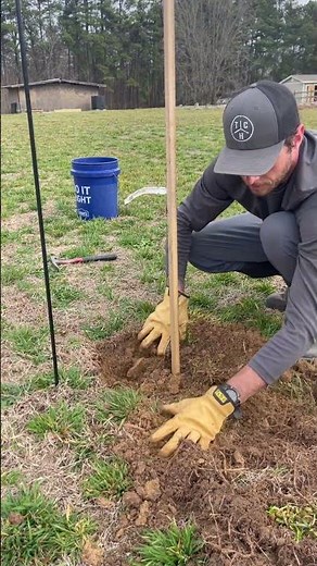 Adding a Bare Root Apple Tree to our Orchard!