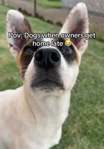 She’ll come with me next time 😭😔#relatable #dogs #pet #trending #fyp